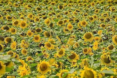 《怪物猎人：荒野》“新手指南”等多段视频分享